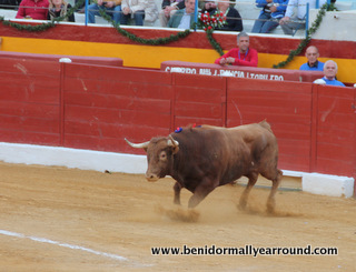 bull running out