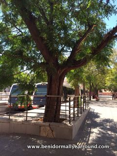 Tram at Denia station