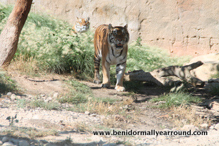 tigers at terra natura